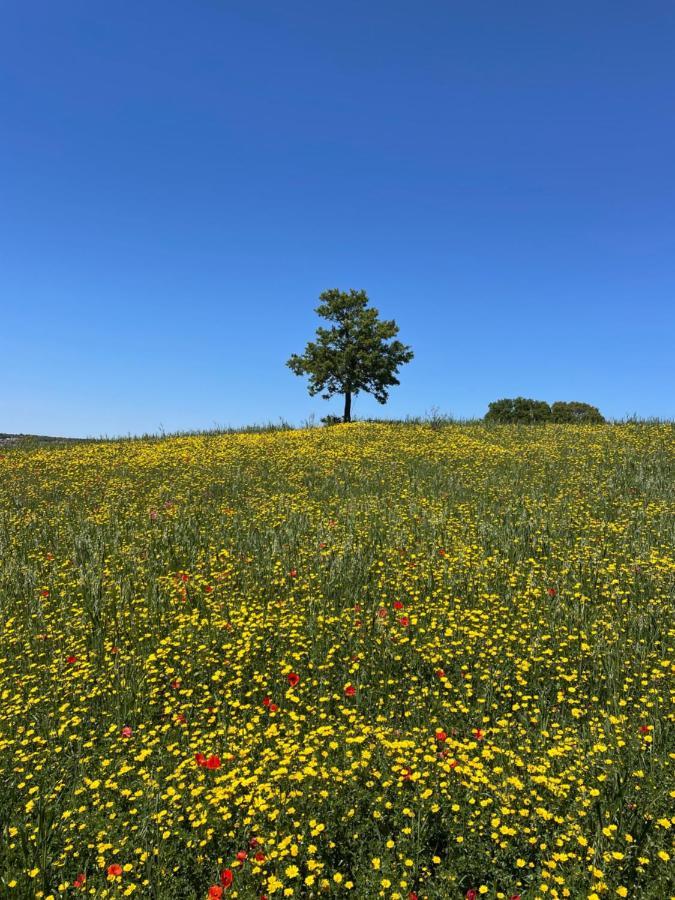 Trullo Trullallero マルティナ・フランカ エクステリア 写真